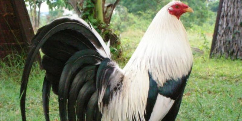 Lý do nên chọn Asil Mỹ khi chơi đá gà