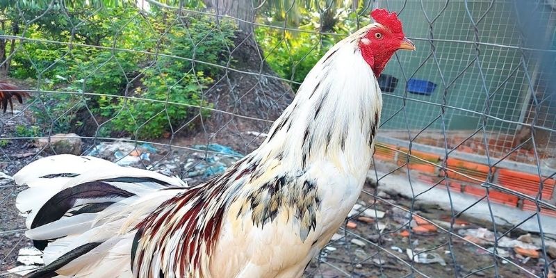 Nguồn gốc của gà Asil Mỹ và những đặc điểm nổi bật