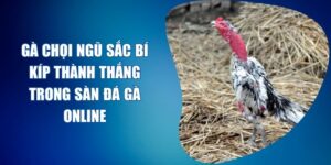 gà chọi ngũ sắc