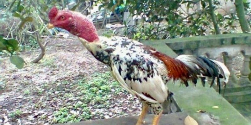 Giới thiệu về giống gà chọi Ngũ sắc hiếm có 