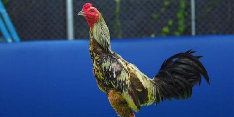 Màu xám tượng trưng cho mệnh Mộc 