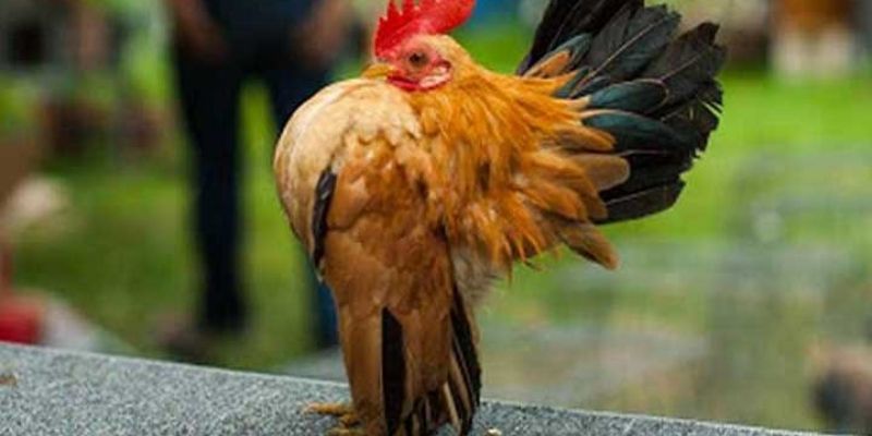 Màu lông và những loại chọi Mã Lai