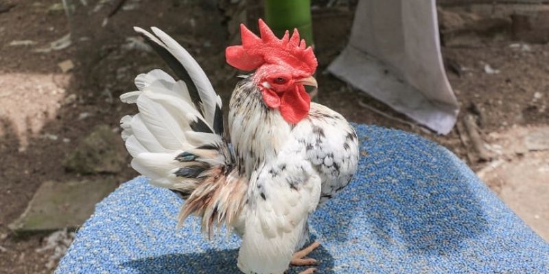 Nguồn gốc ra đời của huyền thoại gà Mã Lai